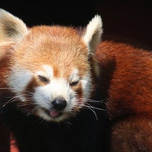 Red Panda