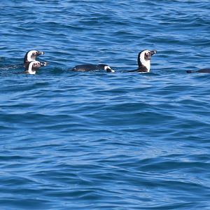 African penguin(Spheniscus demersus)