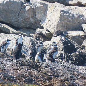 African penguin(Spheniscus demersus)