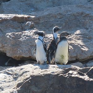 African penguin(Spheniscus demersus)
