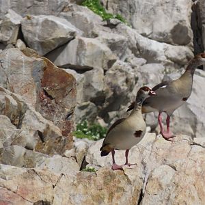 Egyptian goose (Alopochen aegyptiaca)
