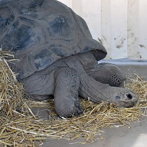 Aldabra Giant Tortoise