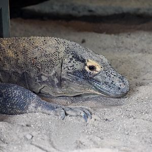 Komodo Dragon