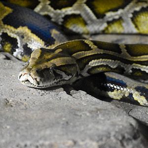 Burmese Python