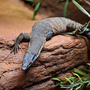 Kimberley Rock Monitor