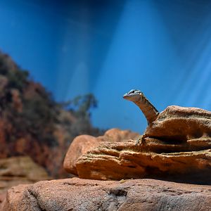 Kimberley Rock Monitor