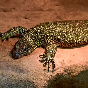 Australian Mangrove Monitor