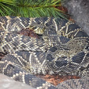 Eastern Diamondback Rattlesnake