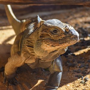 Rhino Iguana