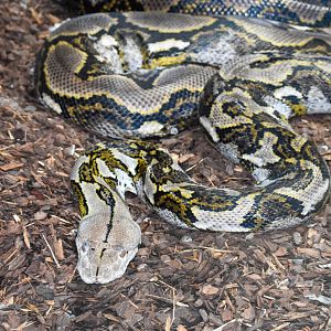 Reticulated Python