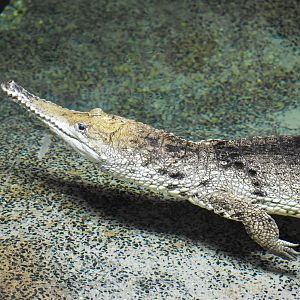 Freshwater Crocodile