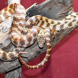 Brown Tree Snake