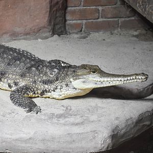Freshwater Crocodile