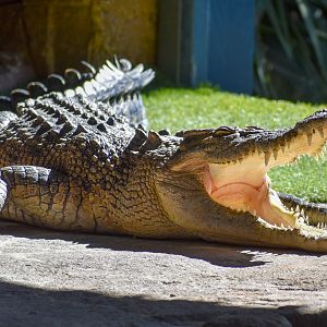 Saltwater Crocodile