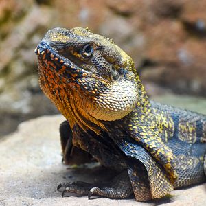 Frilled-necked Lizard