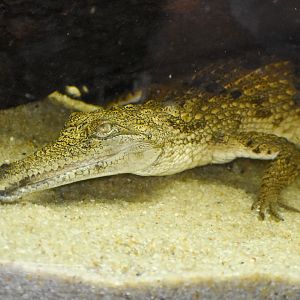 Freshwater Crocodile