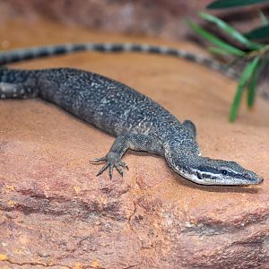 Kimberley Rock Monitor