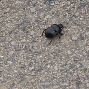 Flightless dung beetle (Circellium bacchus)