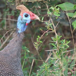 Helmeted Guineafowl (Numida meleagris)