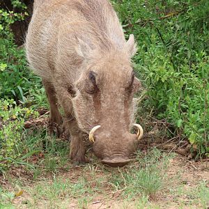 Common Warthog (Phacochoerus africanus)
