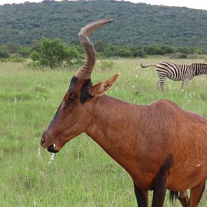 Red hartebeest (Alcelaphus buselaphus)