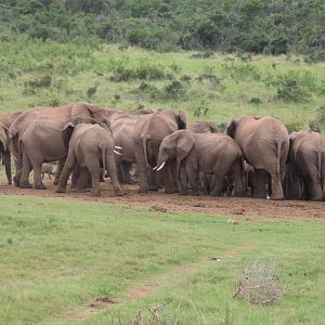 Elephant herd