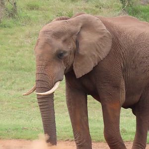 African elephant