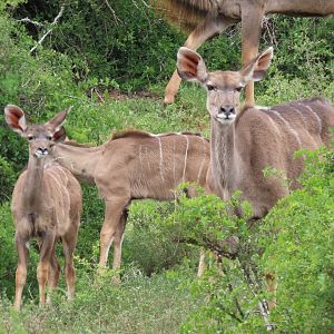 Greater kudu (Tragelaphus strepsiceros)