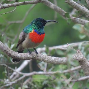 Greater double-collared sunbird (Cinnyris afer)