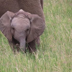 Baby elephant