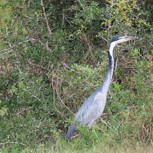 Black-headed heron (Ardea melanocephala)
