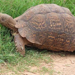 Leopard tortoise (Stigmochelys pardalis)