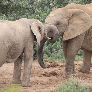 African elephant (Loxodonta africana)
