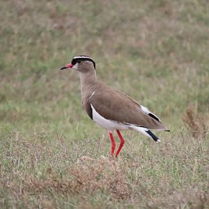 Crowned lapwing (Vanellus coronatus)
