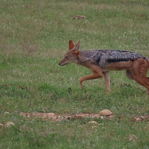 Black-backed jackal (Lupulella mesomelas)