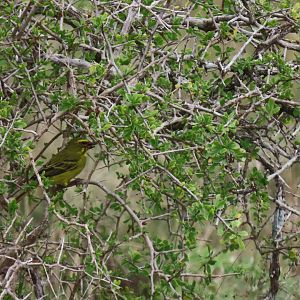 Brimstone canary(Crithagra sulphurata)