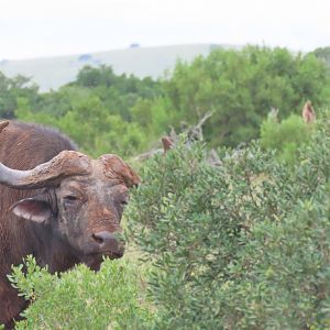 Cape buffalo (Syncerus caffer)