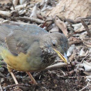 Olive thrush (Turdus olivaceus)