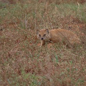 yellow mongoose (Cynictis penicillata)