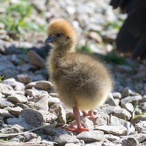 Southern / Crested Screamer chick , WWT Slimbridge, UK