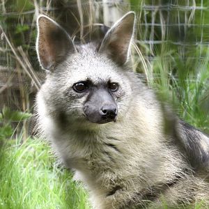 Southern aardwolf