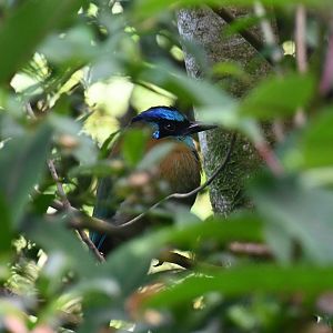 Blue-crowned motmot (Momotus coeruliceps)