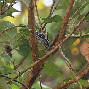 Black-and-white warbler (Mniotilta varia)
