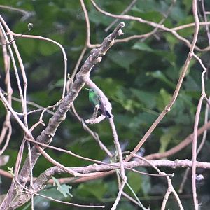 Blue-tailed emerald (Chlorostilbon mellisugus)
