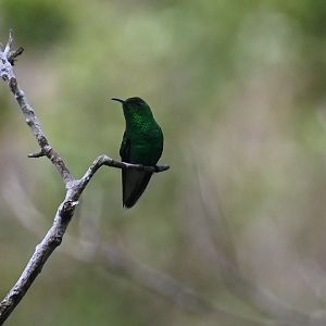 Coppery-headed emerald (Elvira cupreiceps)