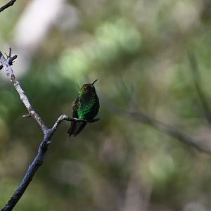 Coppery-headed emerald (Elvira cupreiceps)