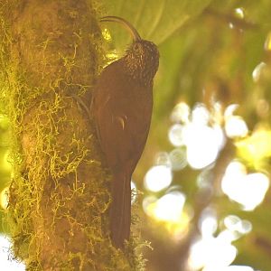 Brown-billed scythebill (Campylorhamphus pusillus)