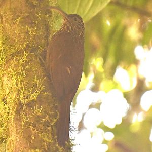 Brown-billed scythebill (Campylorhamphus pusillus)