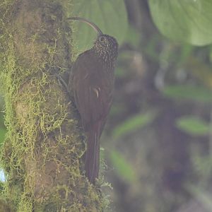 Brown-billed scythebill (Campylorhamphus pusillus)