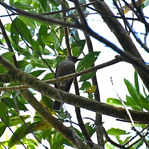 Mountain thrush (Turdus plebejus)